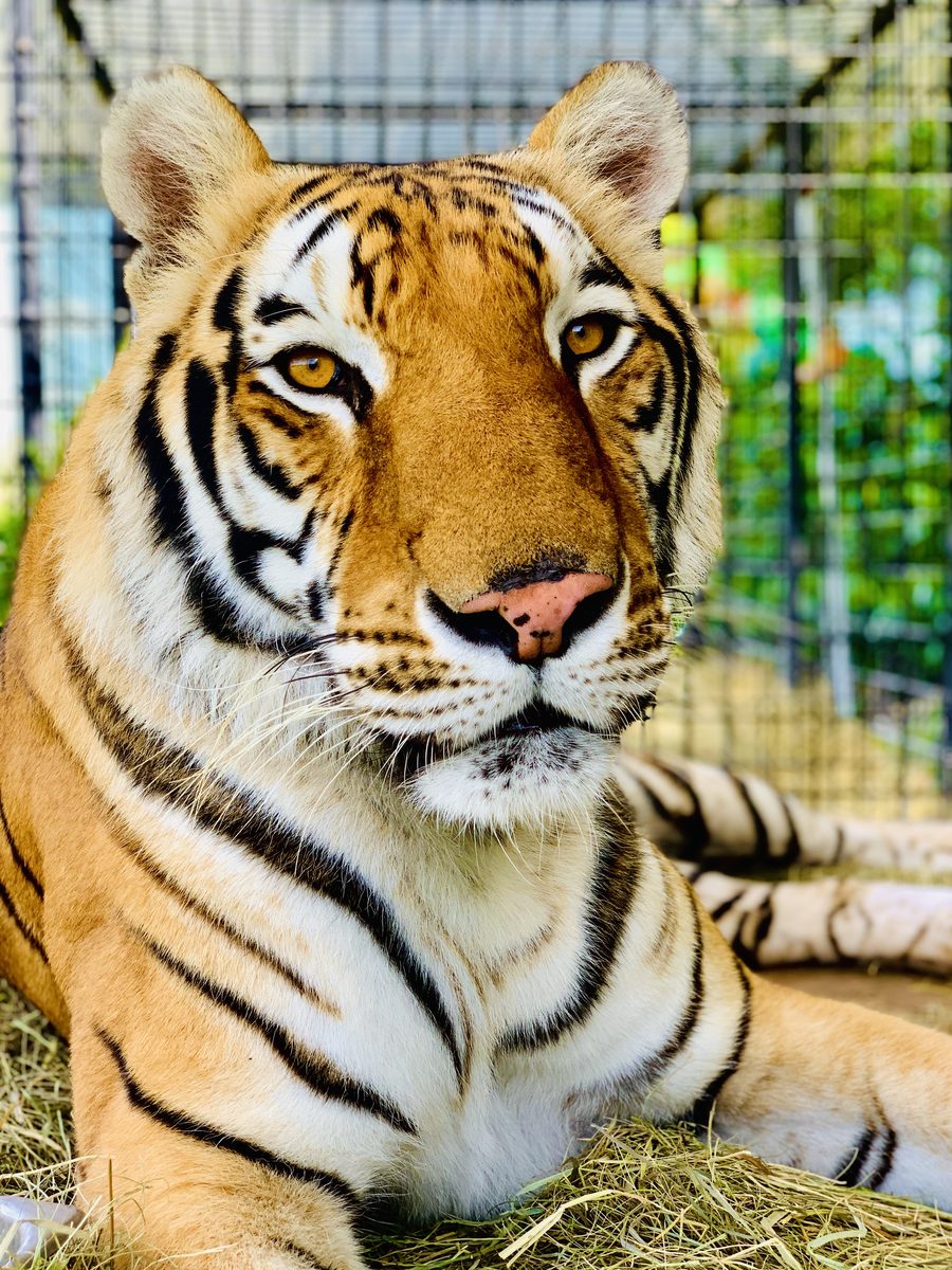 Bengal Tiger