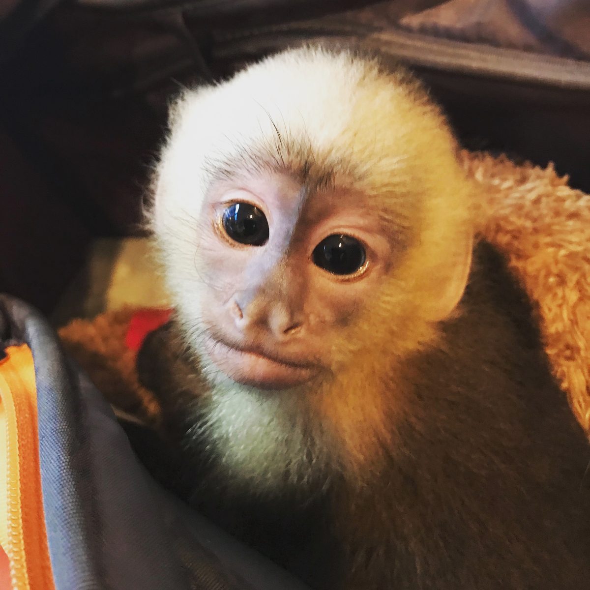 (1) Capuchin Monkey