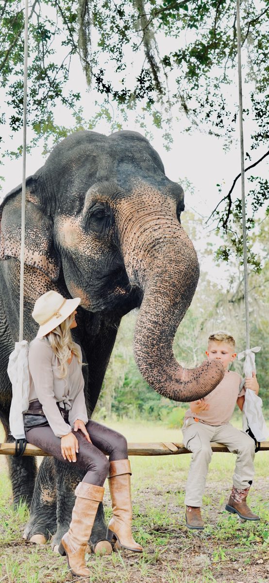 Adult Elephant