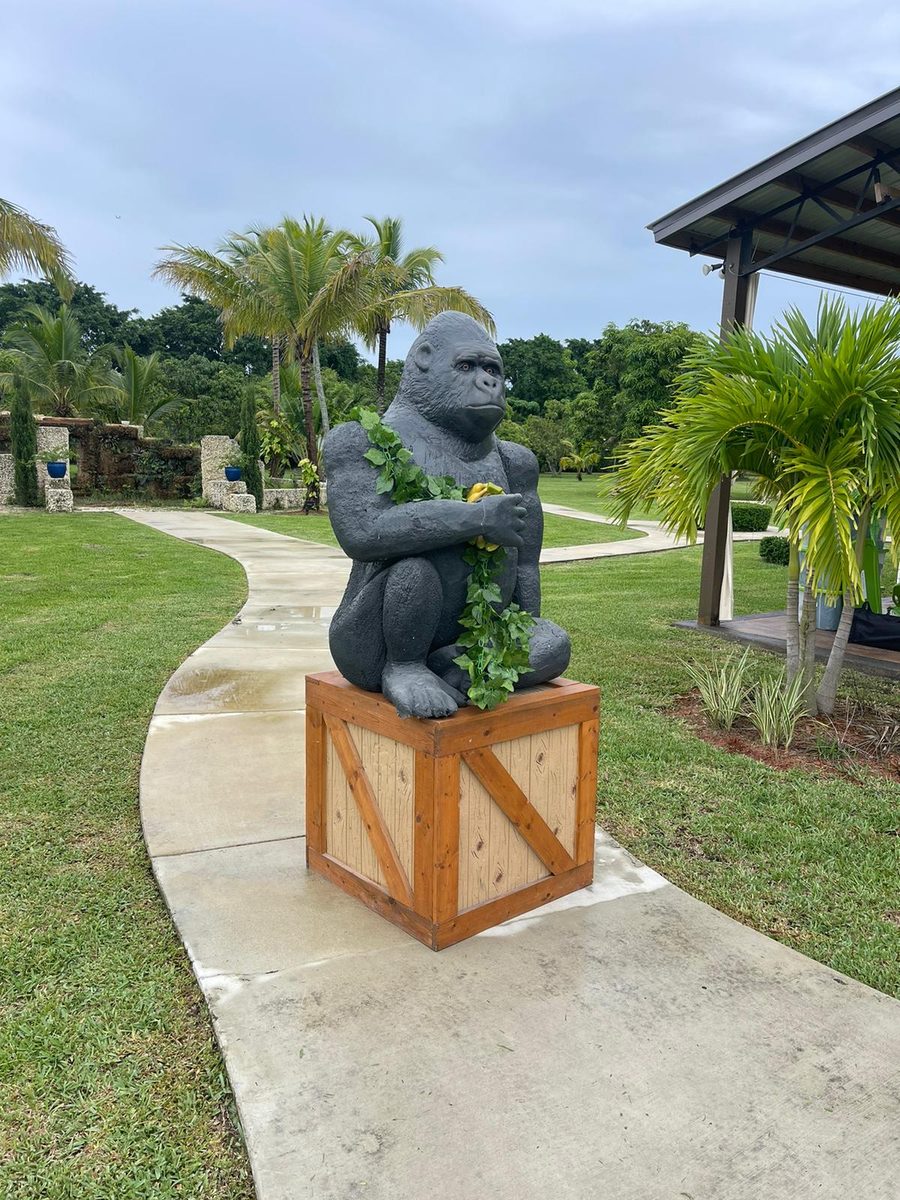 Gorilla Sitting